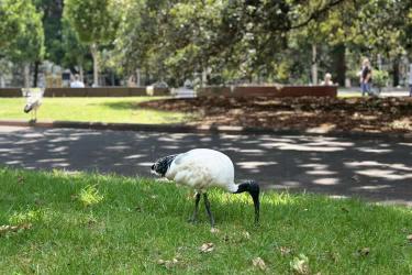 在內(nèi)地讀過書的臺(tái)灣人怎么辦理中國(guó)無(wú)犯罪記錄證明公證書用于美國(guó)申請(qǐng)簽證呢？