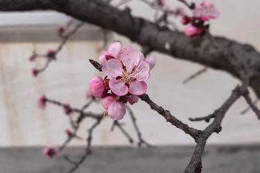 香港居民要申請(qǐng)?jiān)趦?nèi)地從事律師執(zhí)業(yè)怎么辦理經(jīng)內(nèi)地認(rèn)可的公證人公證聲明本人在香港未受刑事處罰呢？