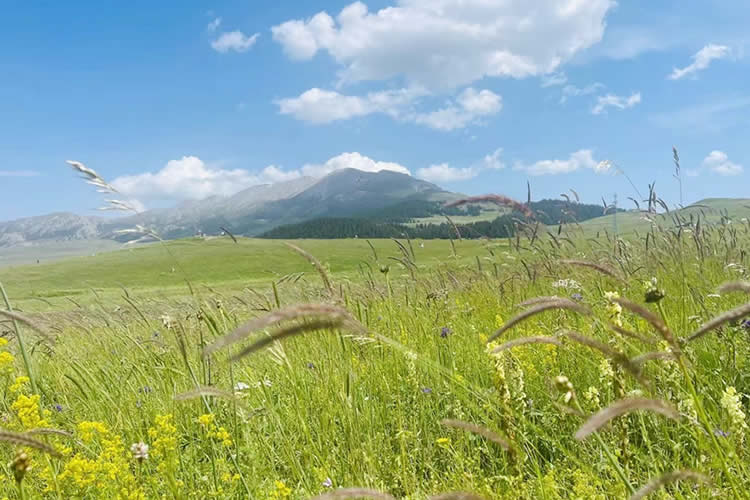 中國公民在美國離婚現(xiàn)要更改婚姻狀況怎么辦理美國離婚判決書海牙認(rèn)證？