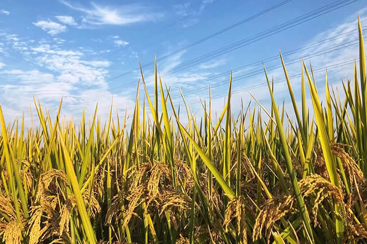 香港人要在西班牙結(jié)婚如何辦理中國(guó)出生公證附加證明書(shū)呢？