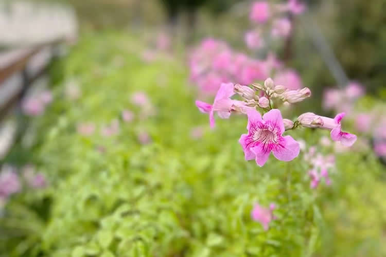 香港人在日本死亡怎么辦理日本死亡屆公證及海牙認證Apostille手續(xù)