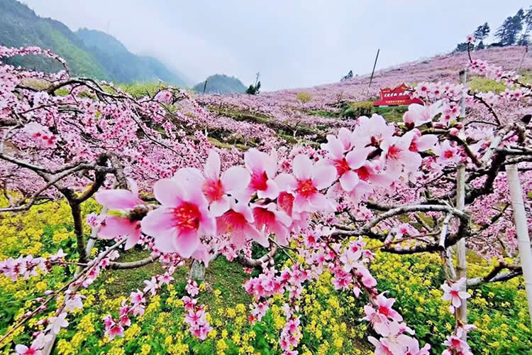 港寶要在珠海市上學(xué)怎么做香港出生紙公證和蓋章轉(zhuǎn)遞呢？