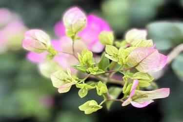 人不在香港怎么線上遠程辦理個人印章樣式公證海牙認證呢？