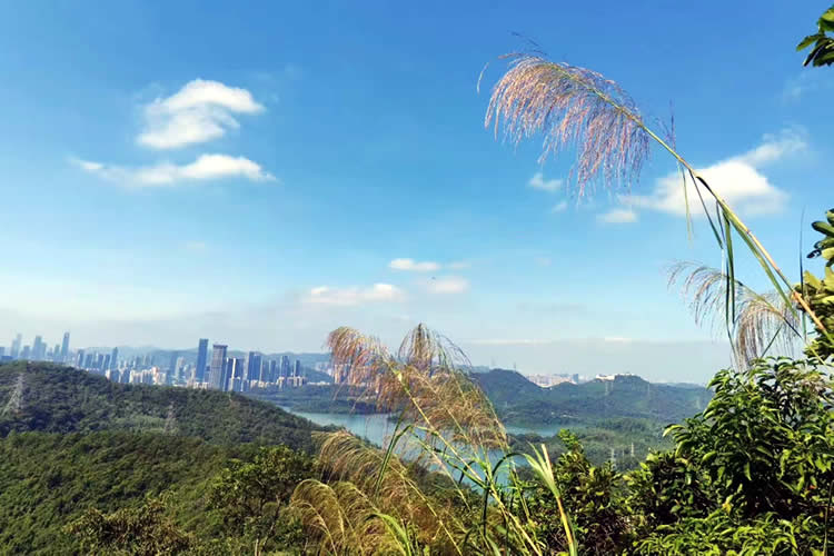 香港人怎么辦理中國(guó)內(nèi)地出生公證海牙認(rèn)證用于移民新加坡呢？