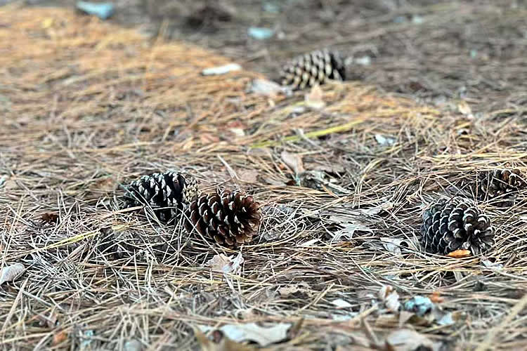 內(nèi)地出生的香港人如何辦理中德文出生公證書(shū)海牙認(rèn)證用于移民德國(guó)呢？