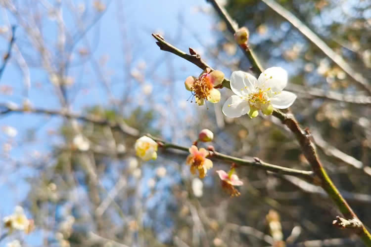 內(nèi)地居民的澳門結(jié)婚證怎么做轉(zhuǎn)遞公證用于辦理銀行貸款用呢？
